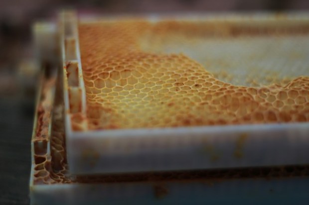 Photo by Molly McLoughlin