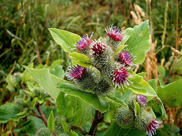 Burdock, Lesser. (Arctium minus) Grace Road Sapcote SP 4915 9359 (taken 5.7.2006)