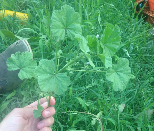 This plant is called cheeses. Yep, just like the dairy product. It's got little pods that look (but don't taste) a lot like cheese wheels. It's related to marshmallow, okra, and hibiscus and can help with dry eyes, mouth, and skin.