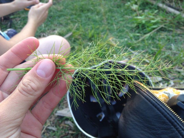 Things I Learned In Summer Herbalism Class