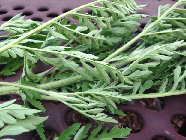 This is one of the ragweeds we found, right before we tore it up and made a tincture out of it.
