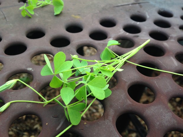 Here's some wood sorrel. Its tiny little yellow flowers and delicate leaves help you distinguish it from clover, 