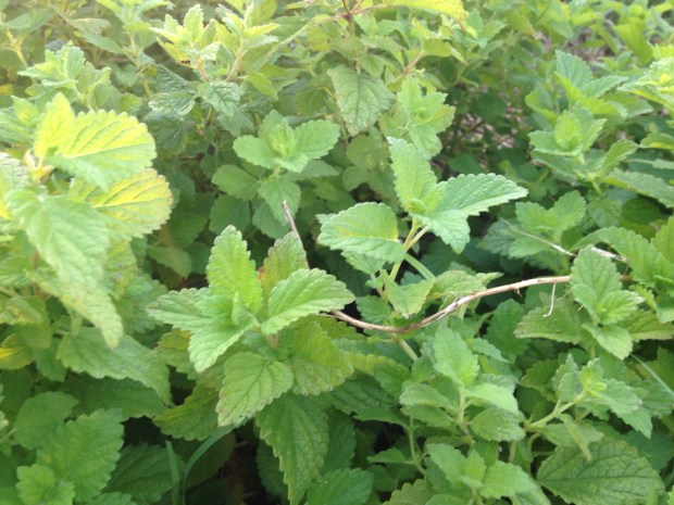 This is lemon balm. It's another leaf that makes a cooling tea. Unlike peach leaves, though, you want to make tea out of dried lemon balm. 