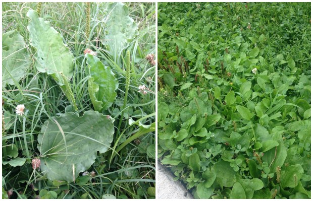 Things I Learned In Summer Herbalism Class