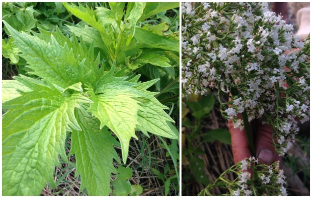 I don't have any pictures of alteratives, but here's some valerian. The flowers can be pink or white and it's often used for its calming properties. 